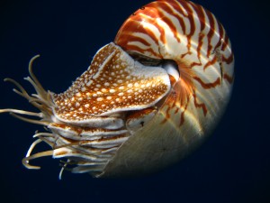 Nautilus pompilius, Bohol Sea, Philippines (Photo by Gregory Barord)