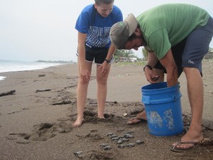 Releasing hatchlings at Playa Caletas