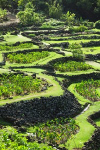 Terraced taro field along the hillside of Kauai island. Photograph from iStock