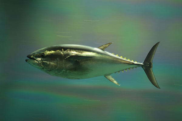 Bluefin_tuna_-aes256_Wikimedia_CC_BY_FPWC-.jpg