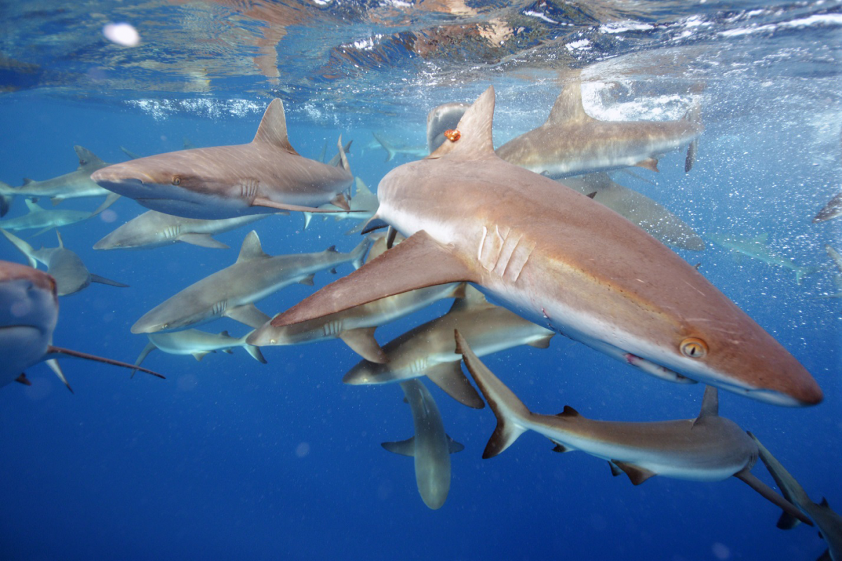 Grey_reef_sharks,Pacific_Remote_Islands_MNM.png
