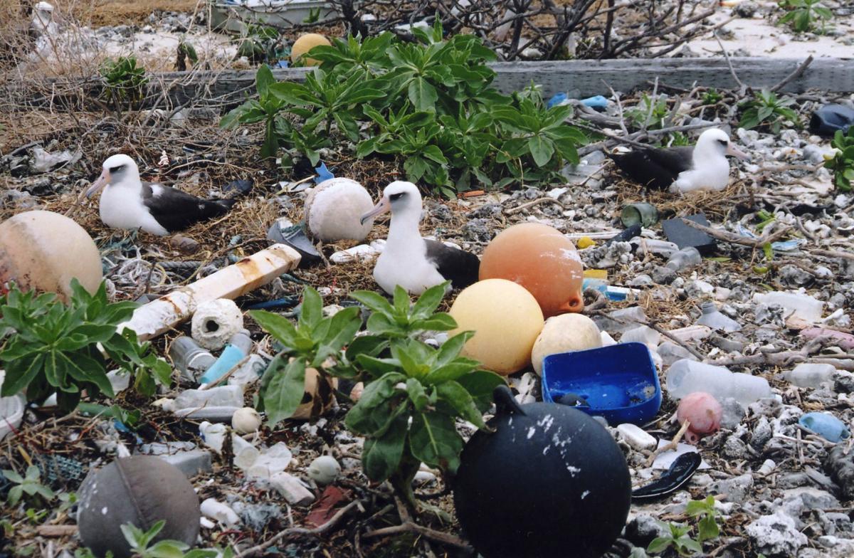 Marine Trash and Plastic Debris Midway Atoll.jpg