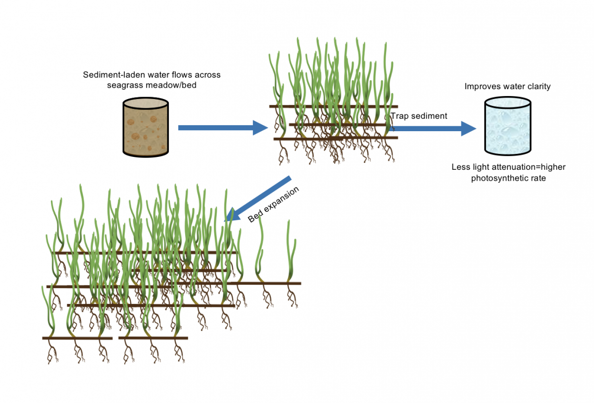Seagrass_Figure_EcoEng.png