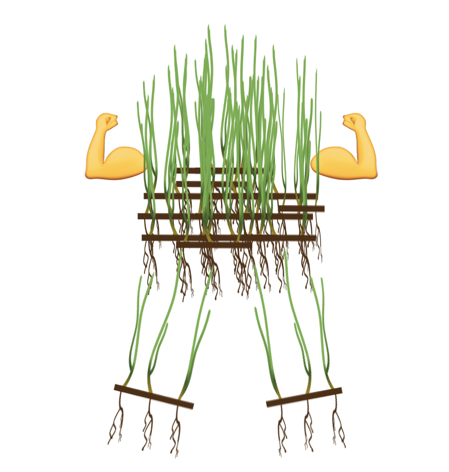 Seagrass_Figure_StrongSeagrass.png