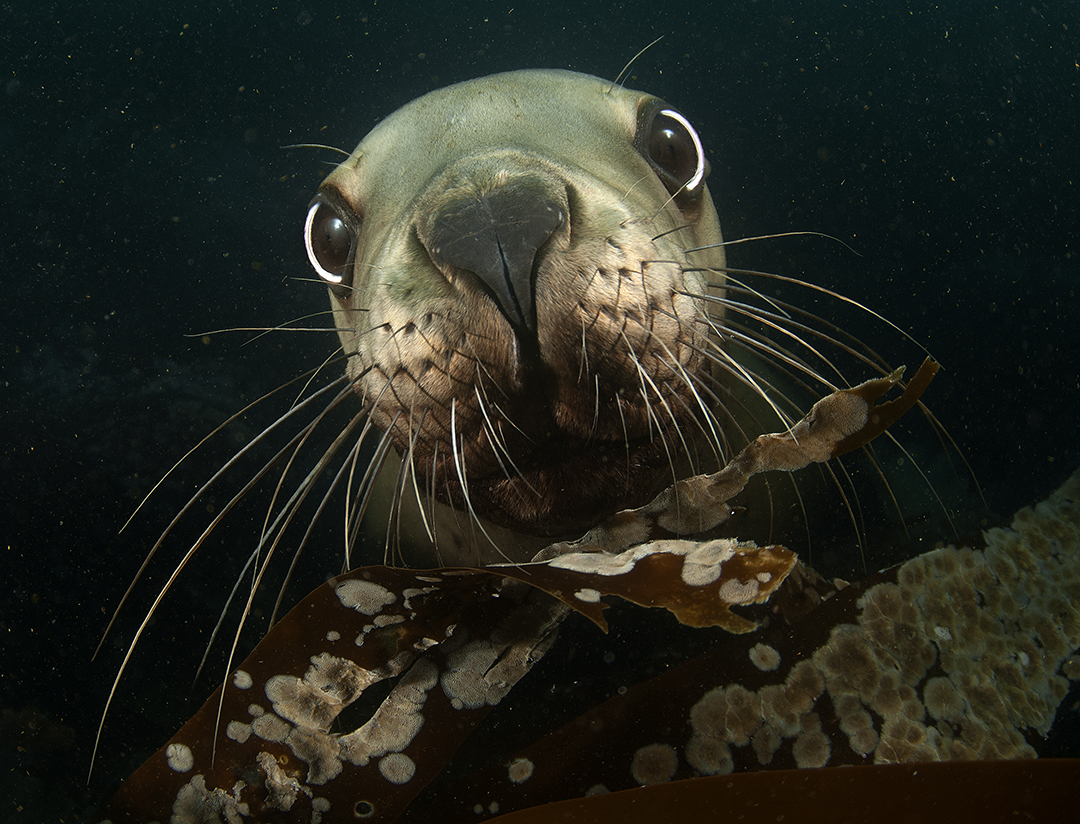 Steller sea lion 1 copy.jpg