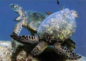 Pacific Black Sea Turtle