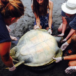 Volunteers measuring the dimensions of a green turtle’s plastron (the underside of the turtle’s shell). 