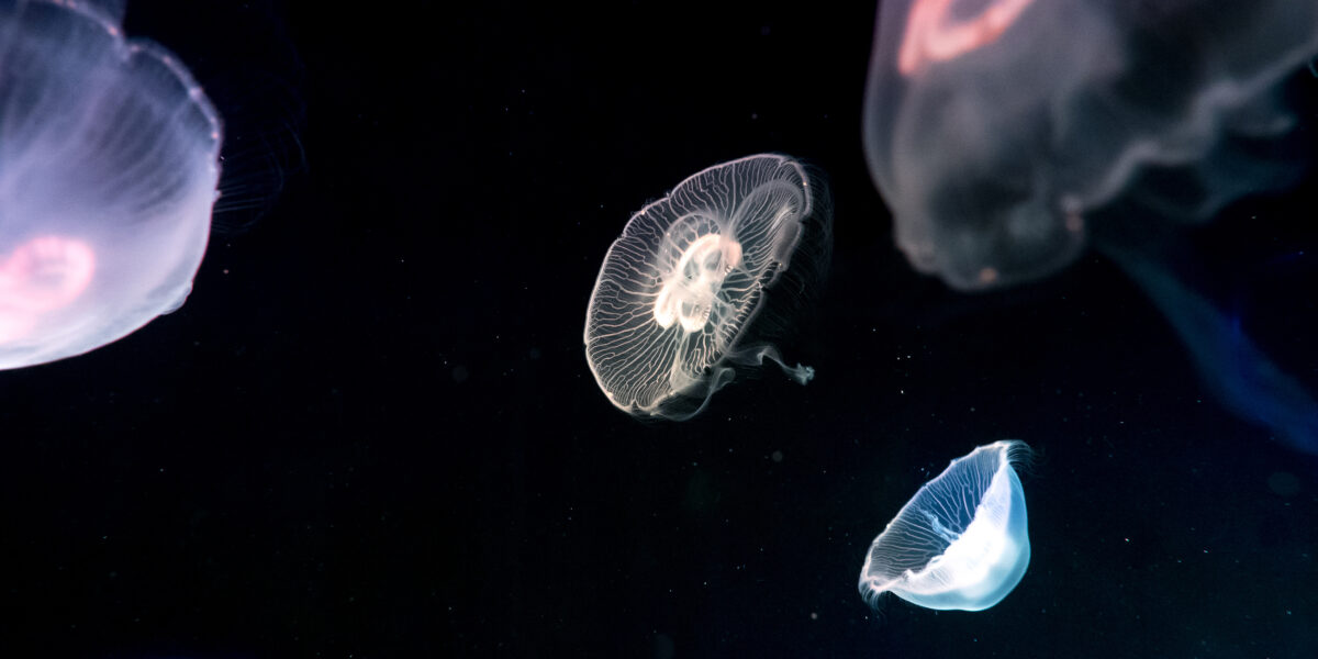 Deep seabed mining: Jellyfish in a dark ocean