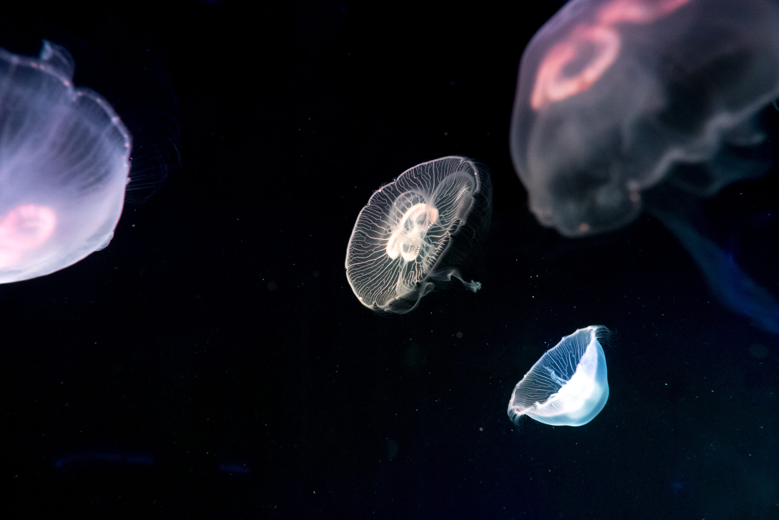 Deep seabed mining: Jellyfish in a dark ocean