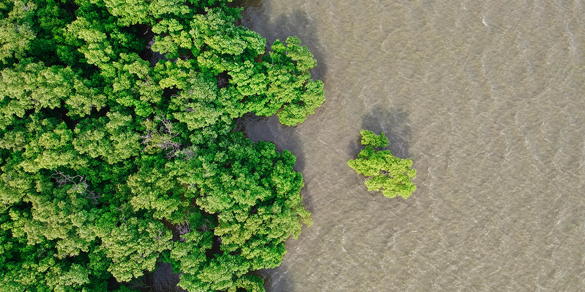 Mangrove forest overlooking water from above