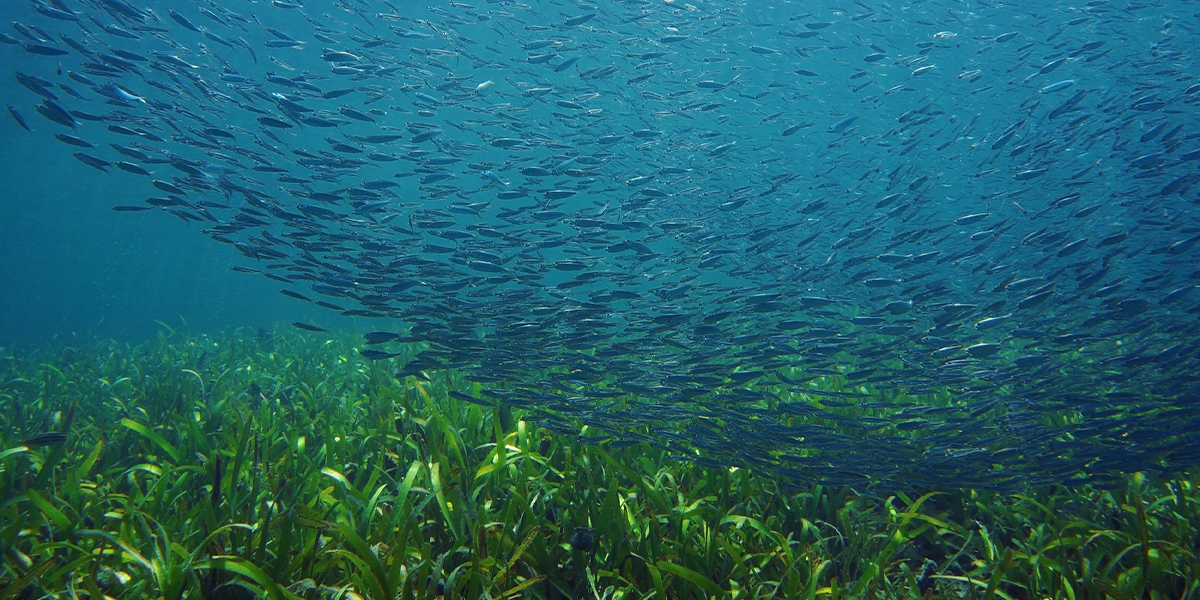 قاع الأعشاب البحرية مع الأسماك تسبح من خلاله