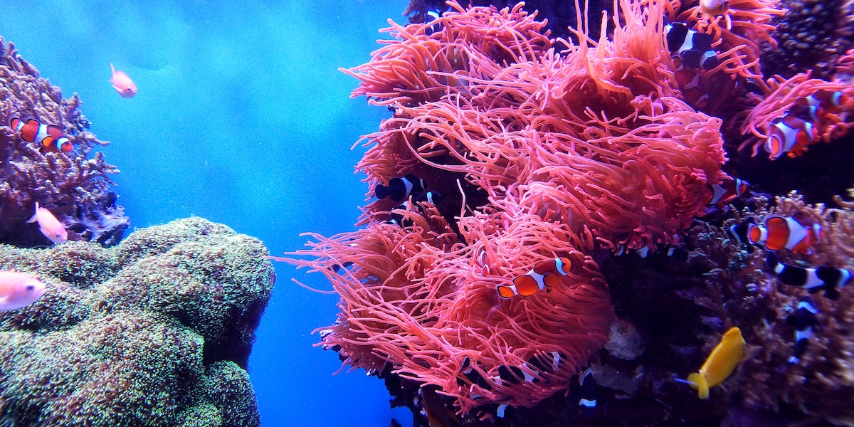 Avy amin'ny atrikasa an'i Rembrandt mankany amin'ny Corals of the Deep ...