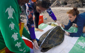 Measuring Sea Turtles 2