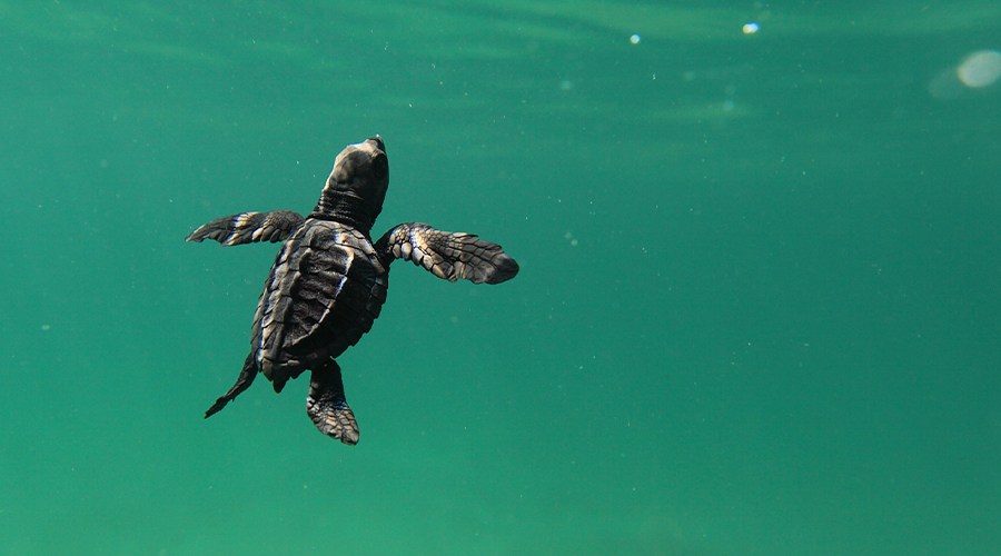 Sea Turtle Swim