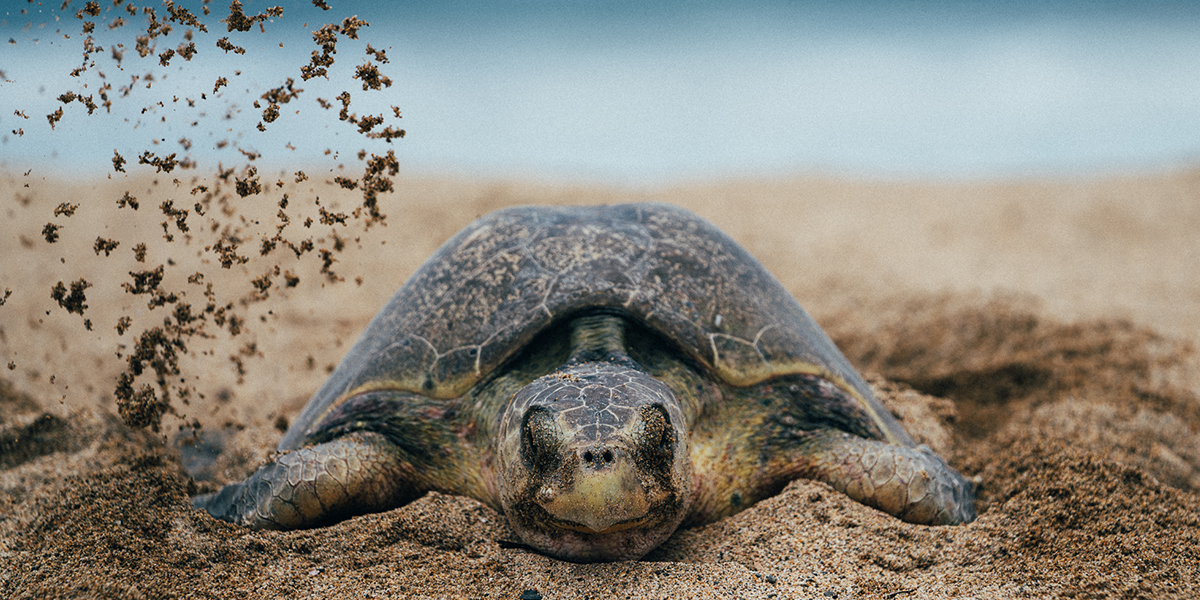 Nesting Sea Turtle on Beach