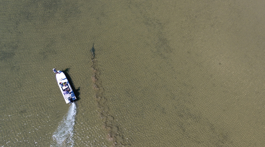 Drone photo of sawfish