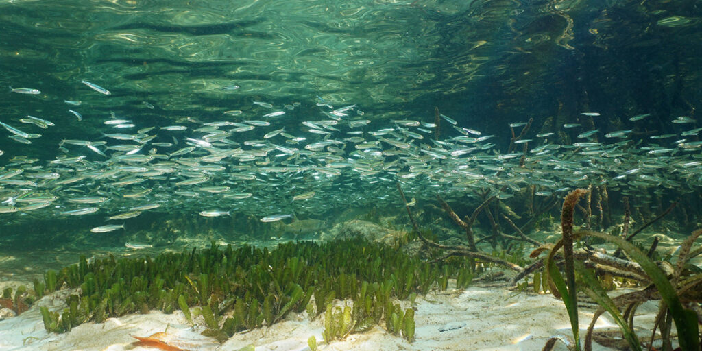 Seagrass bed with fish
