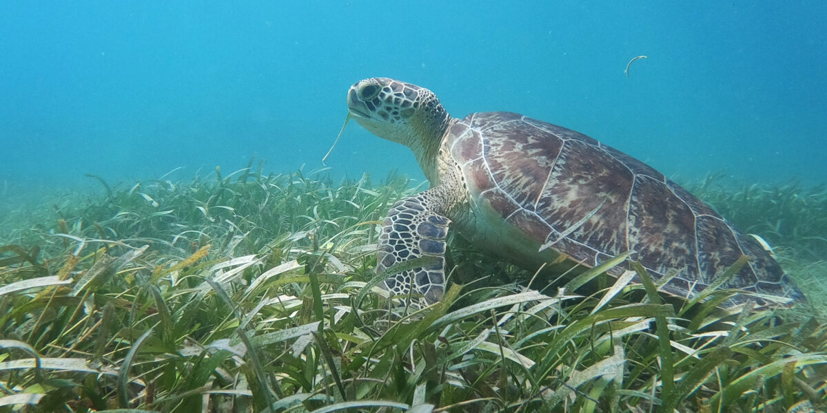 A green sea turtle in Vieques sits on top of sea grass.
