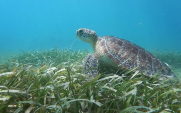 A green sea turtle in Vieques sits on top of sea grass.