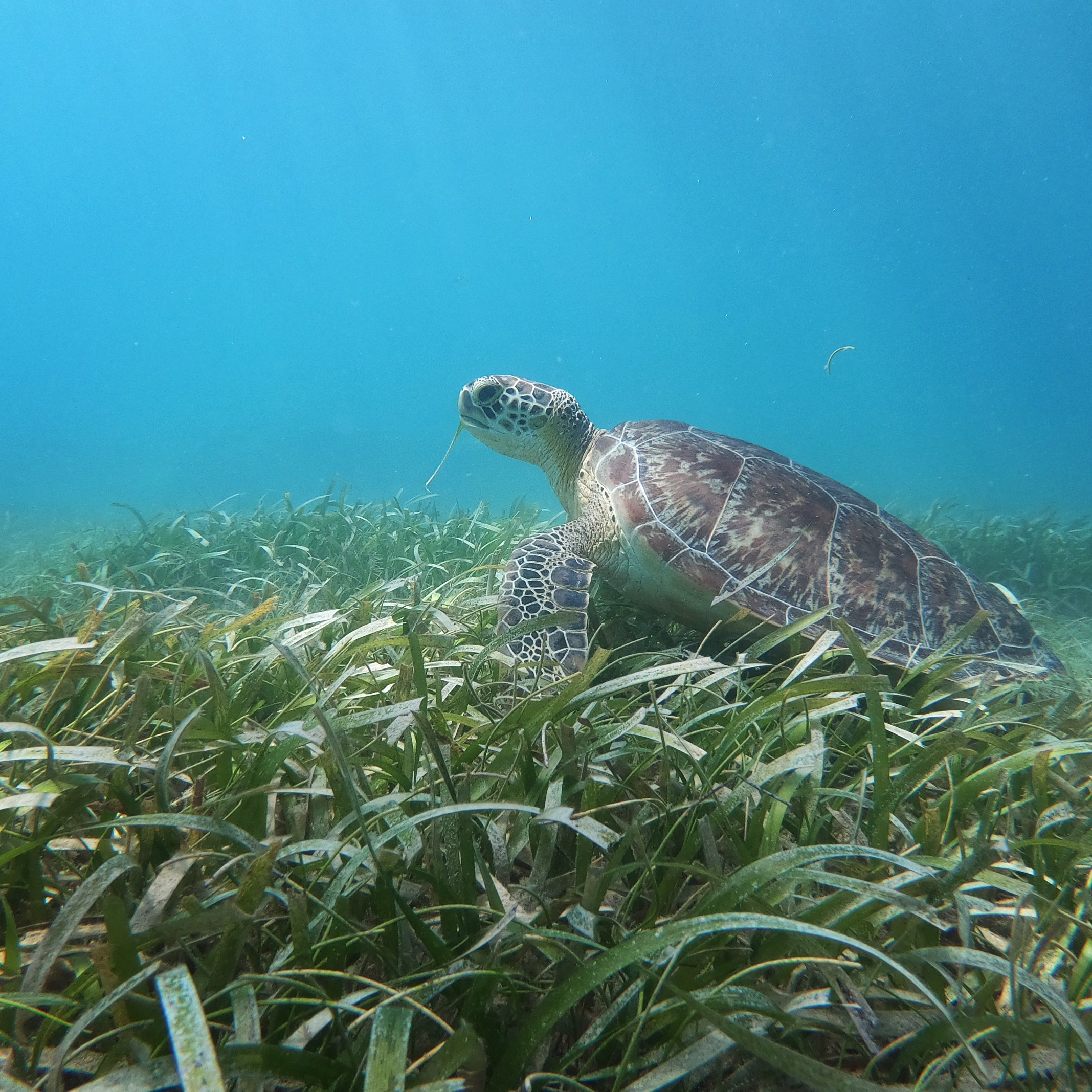 SeaGrass Grow - Fondúireacht an Aigéin, image size:2135x2135
