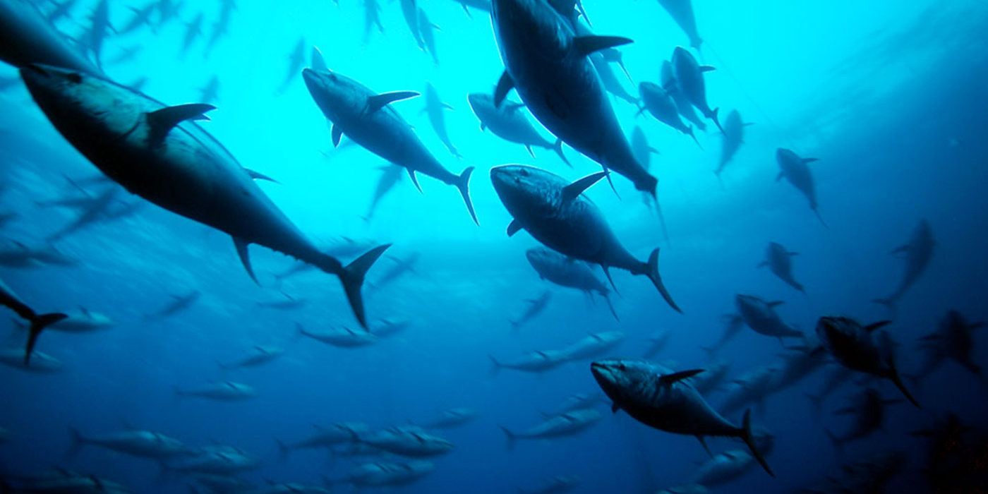 Pacific Bluefin Tuna Endangered Species Act The Ocean Foundation