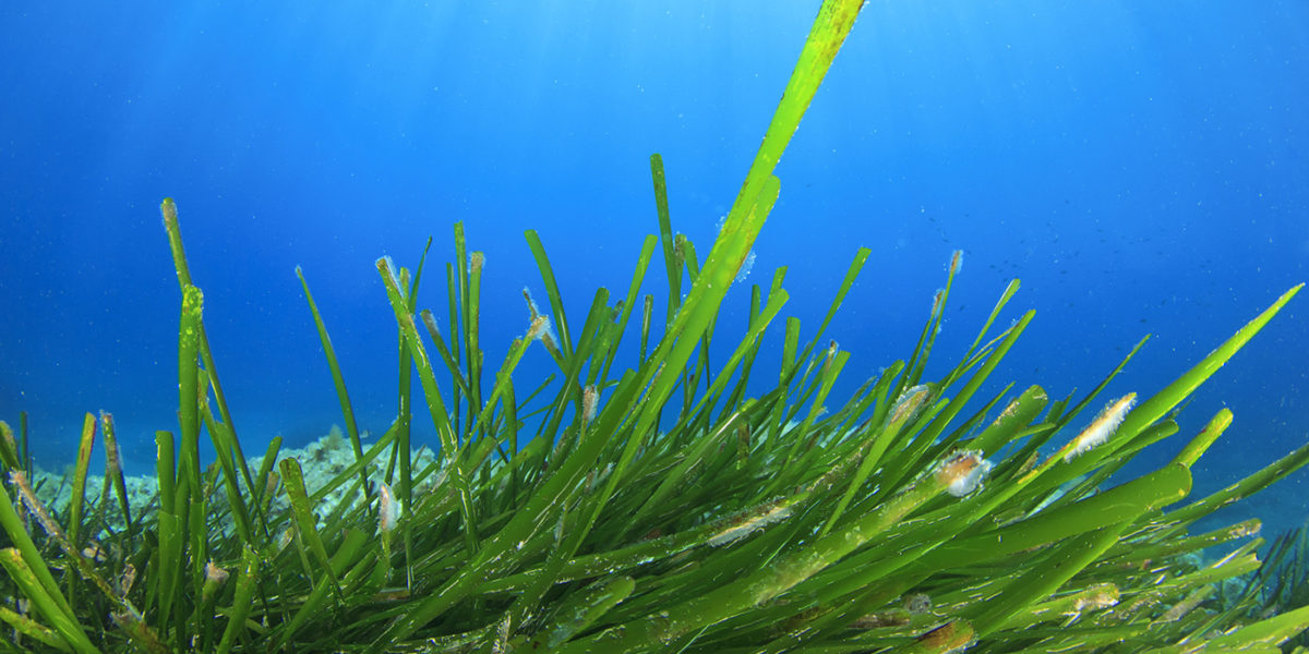Seagrasses, Nature's Water Filter - The Ocean Foundation