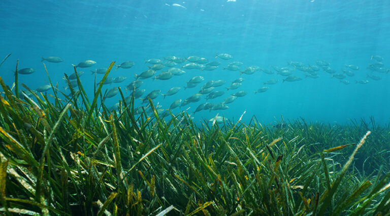 seagrass-grow-the-ocean-foundation