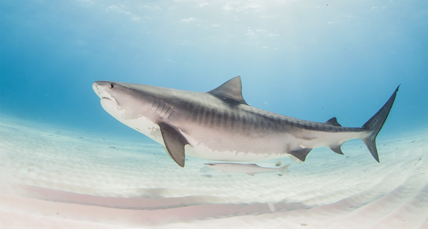 Species In Focus: Tiger Sharks of the Bahamas