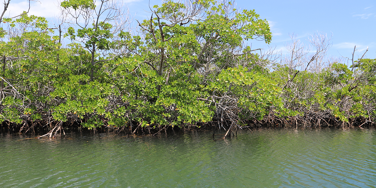 Blue Resilience Initiative - The Ocean Foundation