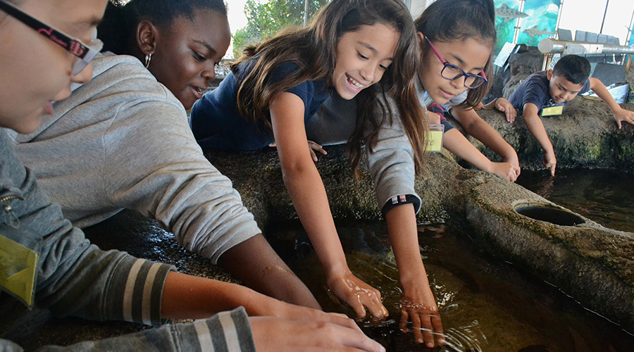 Students reaching in to water learning about marine life