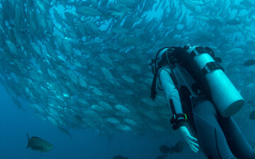Diver underwater, school of fish