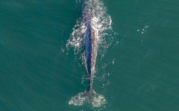 Gray whale view from above