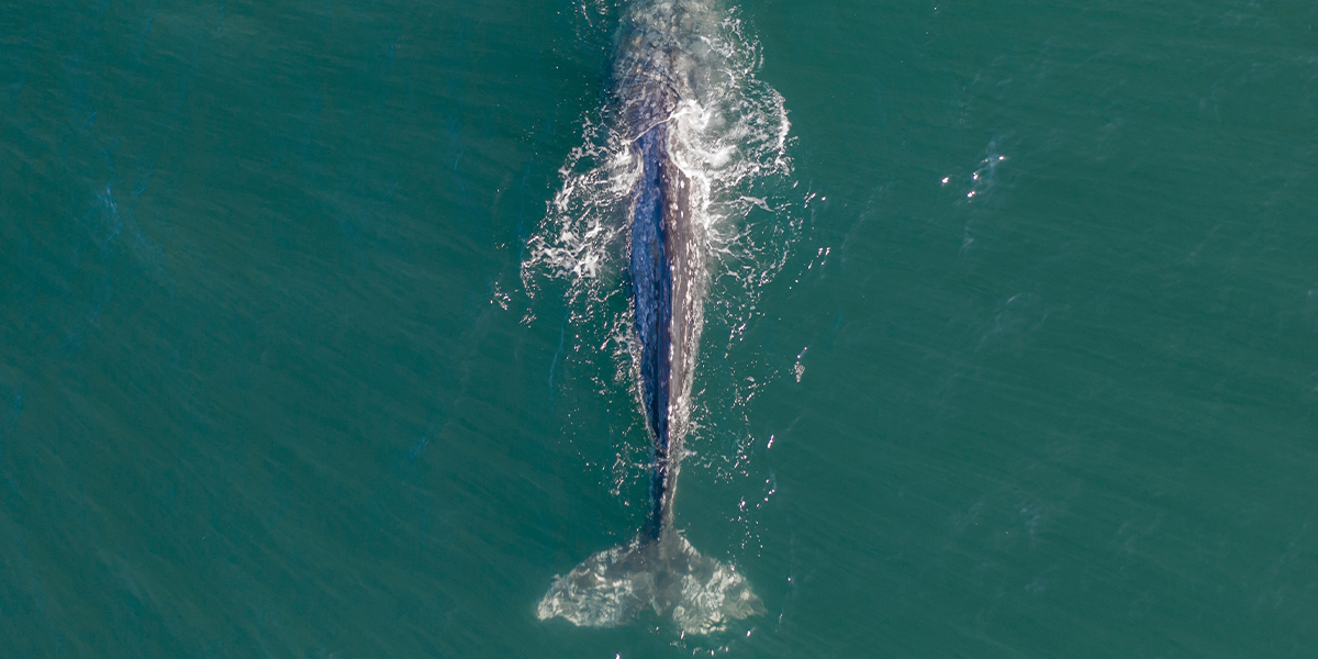 Gray whale view from above