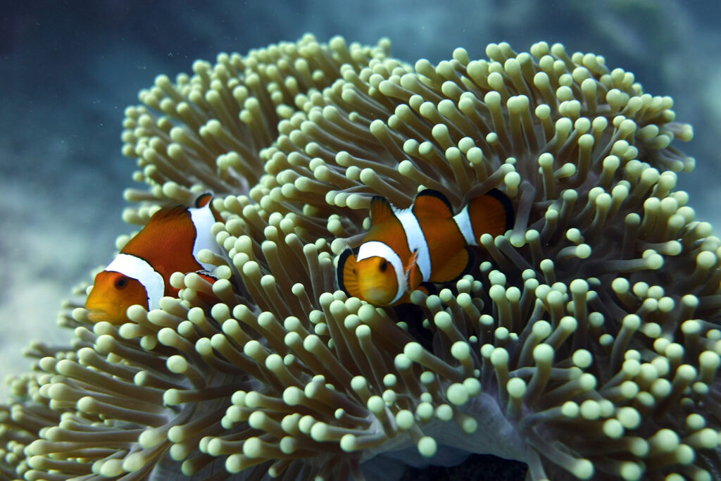Two clownfish underwater hiding in coral reef