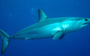 Shortfin Mako Shark swimming in water