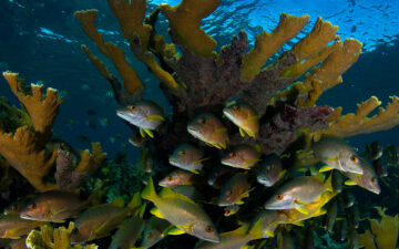 Elkhorn Coral in Cuba