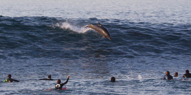 Saving Ocean Wildlife - The Ocean Foundation