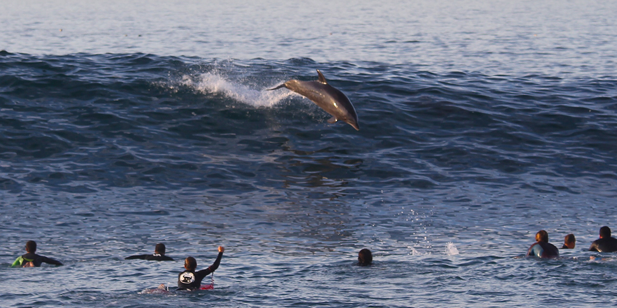 Dolphin jumping in waves with surfers