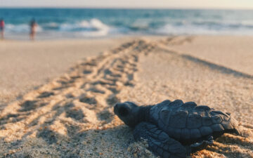 Sea Turtle hatchling on beach