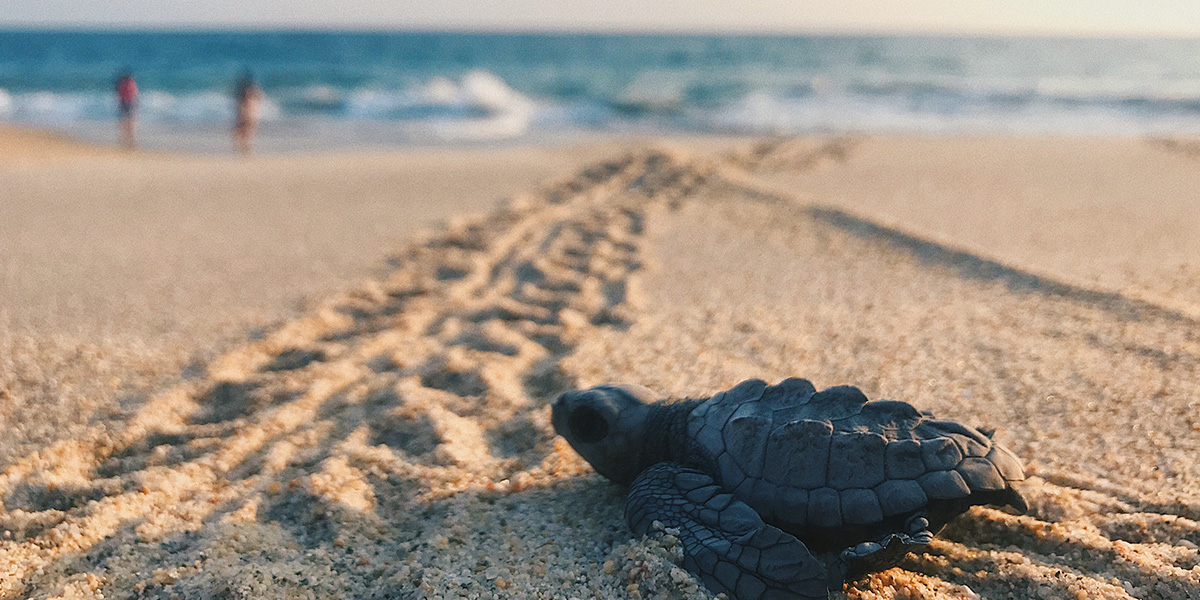 Sea Turtle hatchling on beach