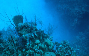 Underwater coral in deep blue ocean.