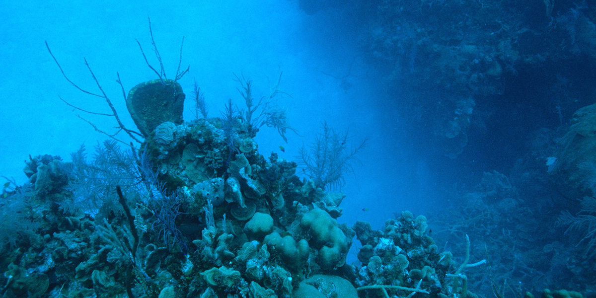 Underwater coral in deep blue ocean.