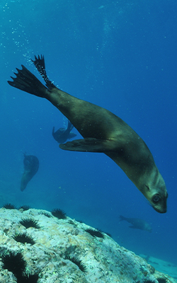 Marine seal swimming in the ocean
