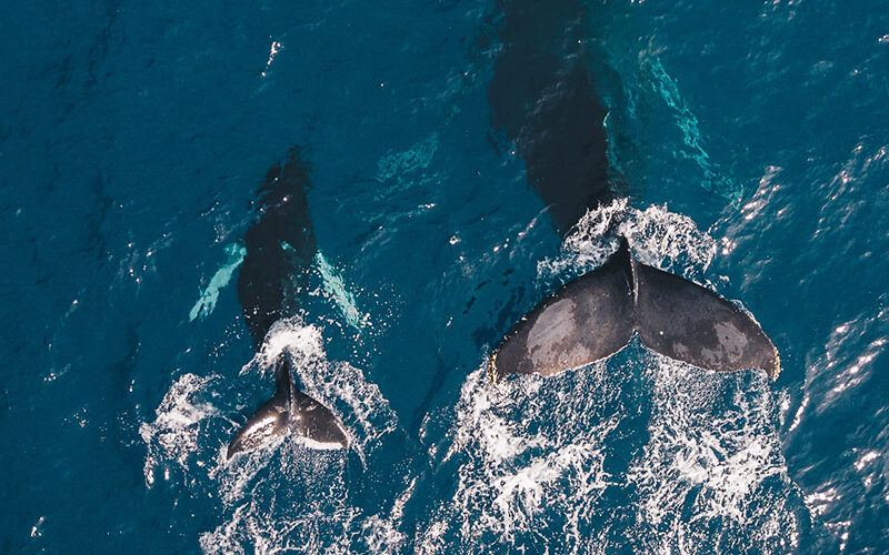 Mother and calf whale looking overhead swimming in ocean