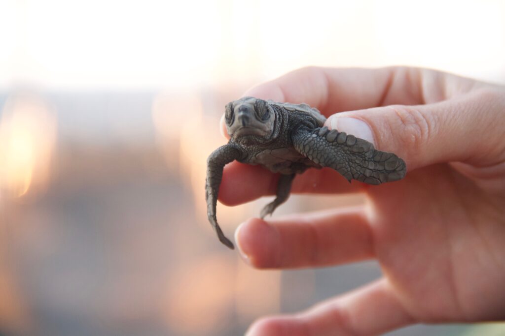 Person holding baby sea turtle on beach