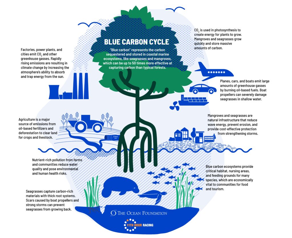 Blue Carbon Cycle
