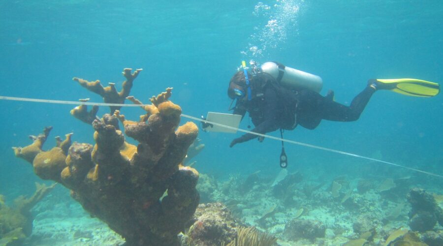 A marine scientist from the Center for Marine Research of the University of Havana, scuba diving in the water and observing a coral.