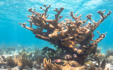 An image of a coral underwater, with fish swimming around it.