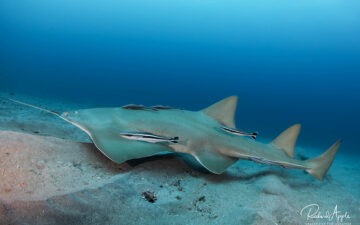 An image of a sawfish.
