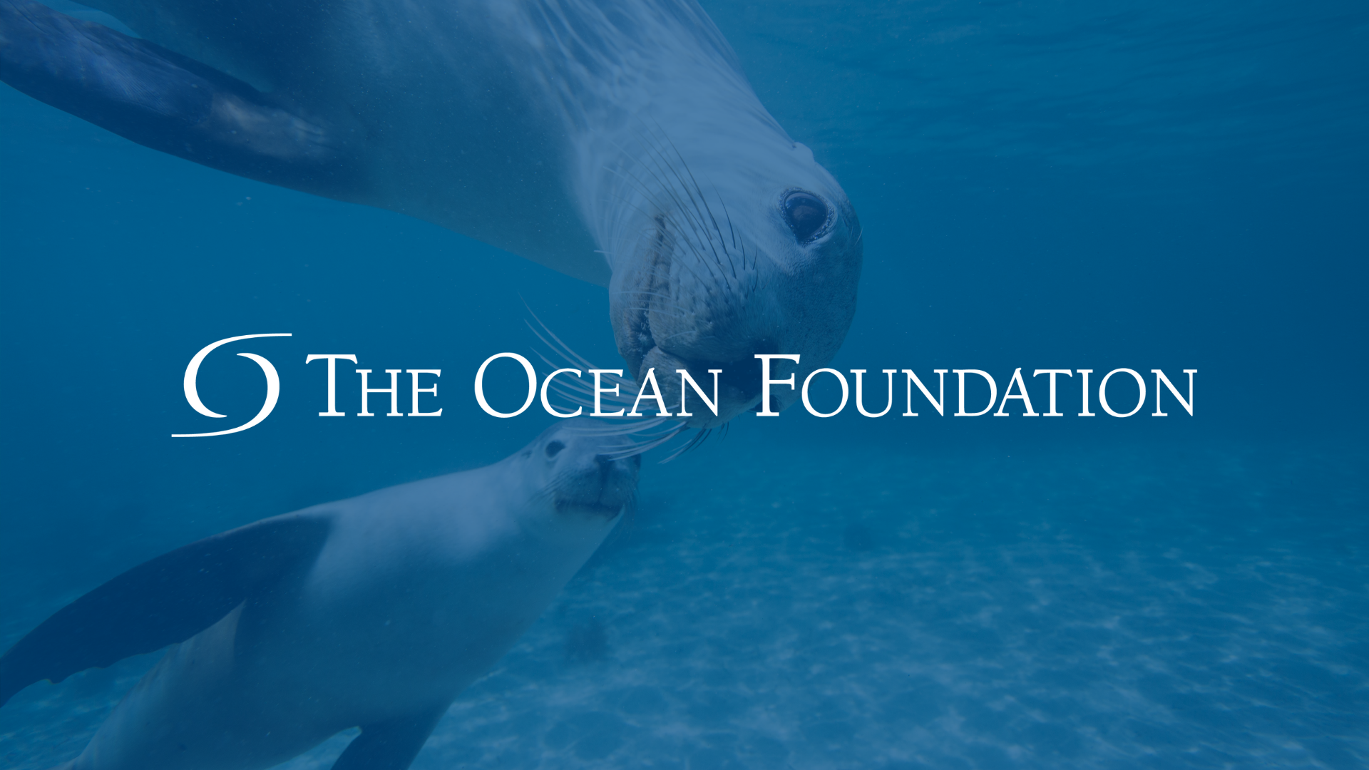 Blue Marine Foundation  Marine Conservation Charity